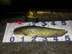ナマズの釣果