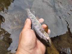 ヤマメの釣果