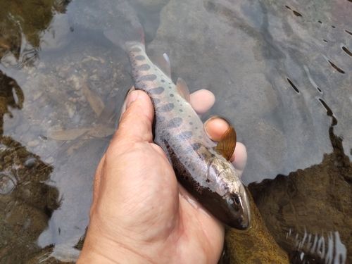 ヤマメの釣果