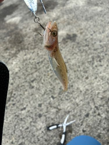 エソの釣果
