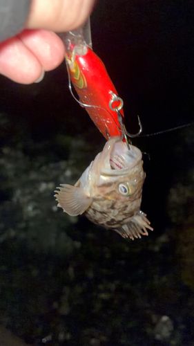 クロソイの釣果