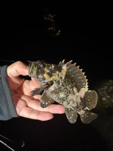 オウゴンムラソイの釣果
