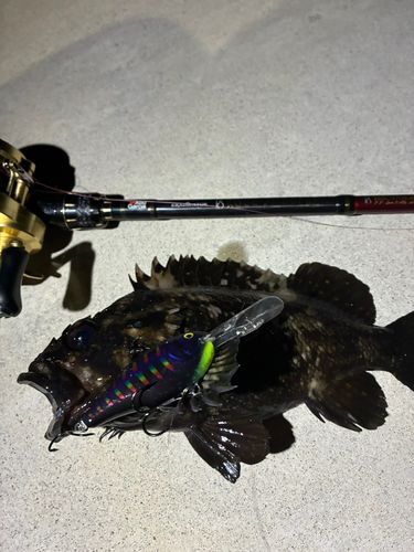 オウゴンムラソイの釣果