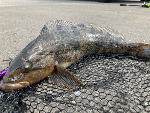 アイナメの釣果