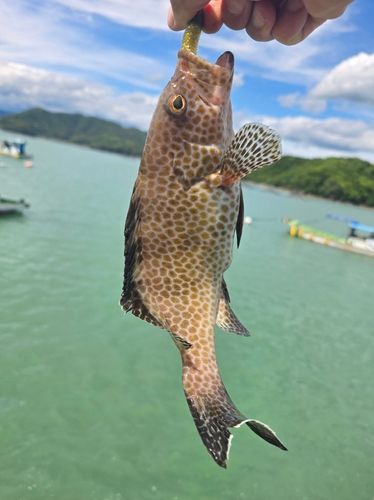 オオモンハタの釣果