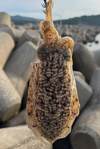 コウイカの釣果