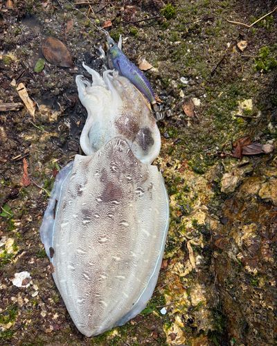 カミナリイカの釣果