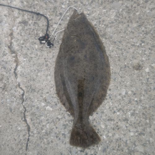 ヒラメの釣果