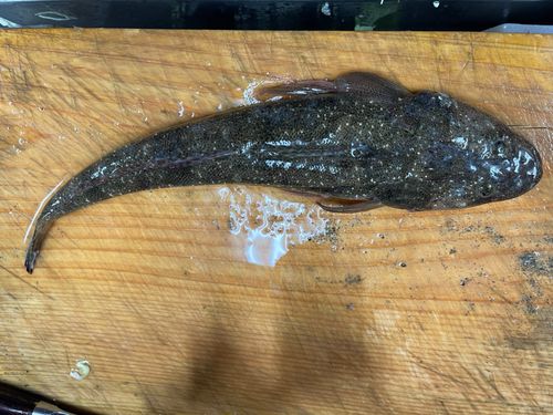マゴチの釣果
