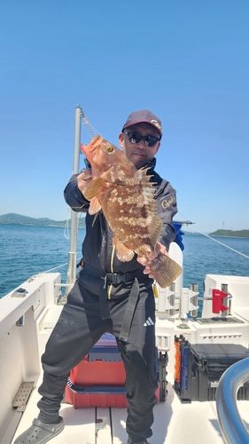 アコウの釣果