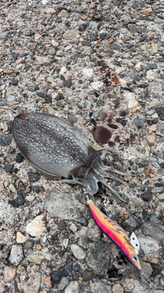シリヤケイカの釣果