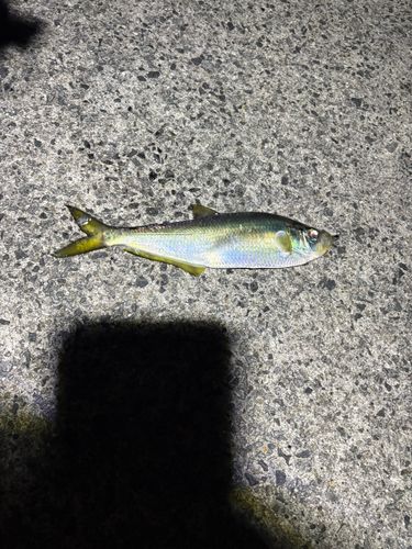 ターポンの釣果