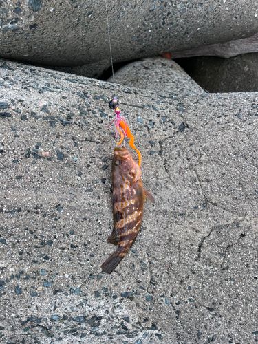 アコウの釣果