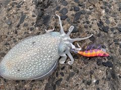 シリヤケイカの釣果