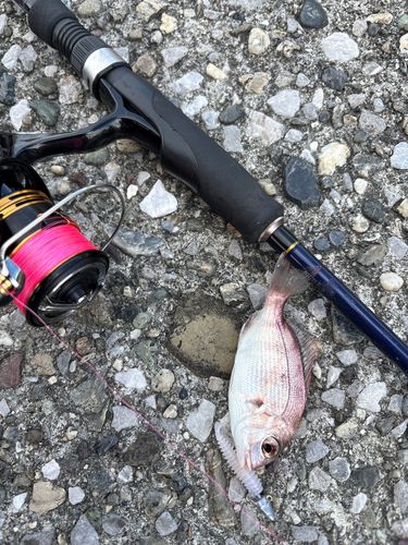 タイの釣果
