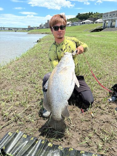 大淀川で釣れたアカメの釣り・釣果情報 - アングラーズ | 釣果600万件 