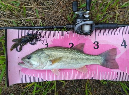 ブラックバスの釣果