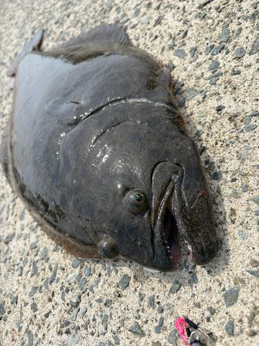 ヒラメの釣果
