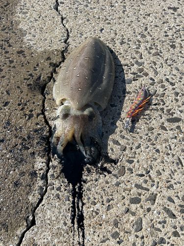 コウイカの釣果