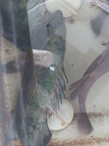 クロメバルの釣果