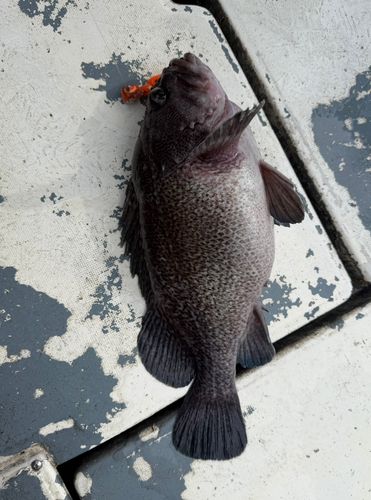 クロソイの釣果