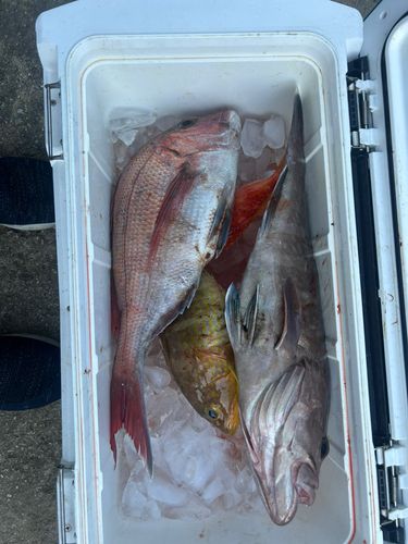 マハタの釣果
