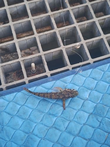 ハゼの釣果