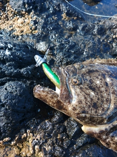 ヒラメの釣果