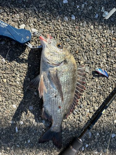 チヌの釣果