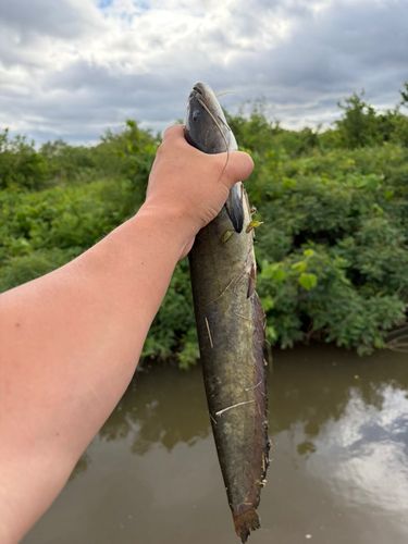 ナマズの釣果