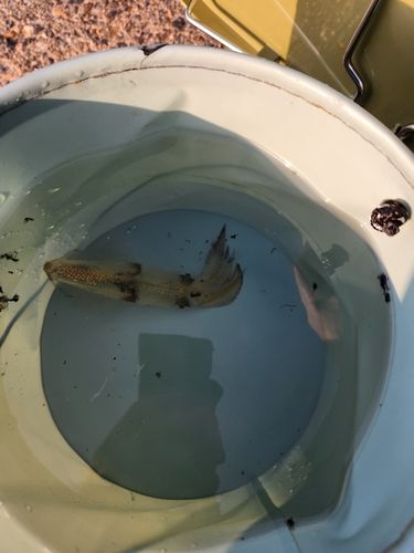 マメイカの釣果