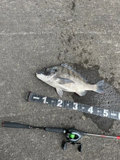 チヌの釣果