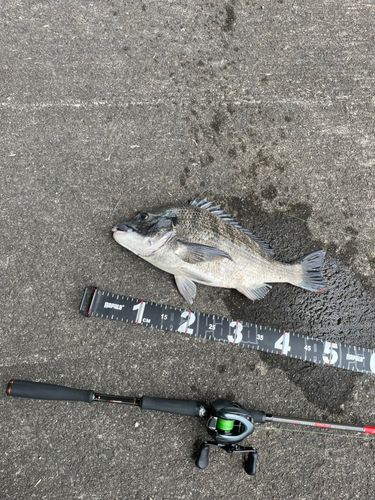 チヌの釣果