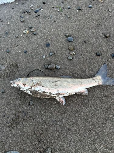 ウグイの釣果