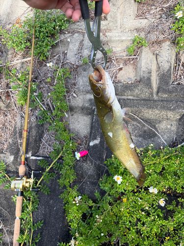 ナマズの釣果
