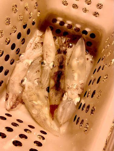 ヒイカの釣果