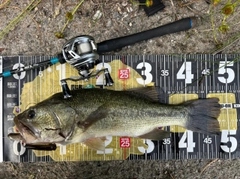 ブラックバスの釣果