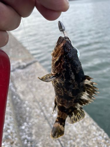 タケノコメバルの釣果