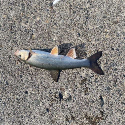 ウグイの釣果