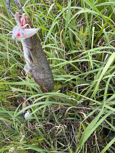 ナマズの釣果