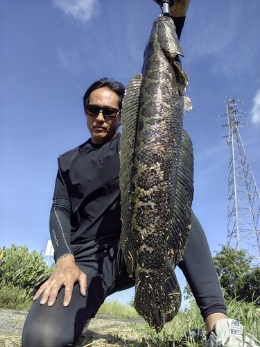 ライギョの釣果