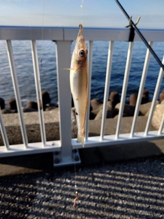 シロギスの釣果
