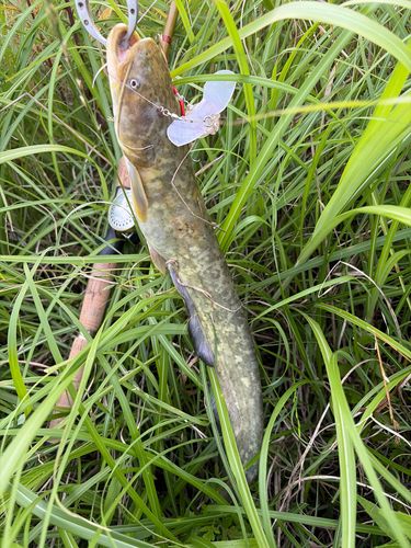 ナマズの釣果
