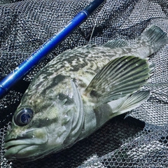 クロソイの釣果