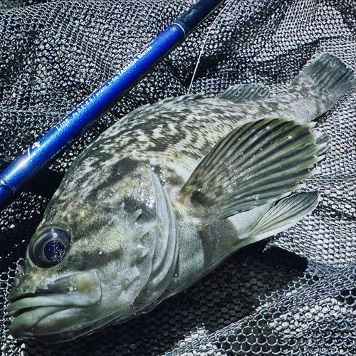 クロソイの釣果