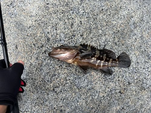 マハタの釣果