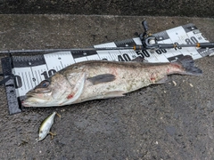 マルスズキの釣果