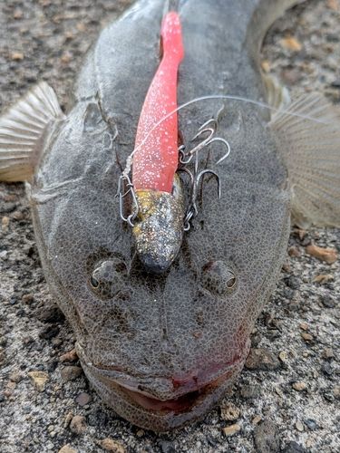 マゴチの釣果