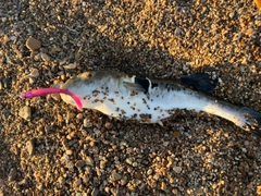 シマフグの釣果