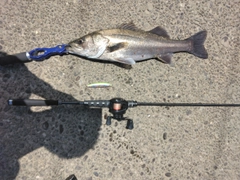 マルスズキの釣果